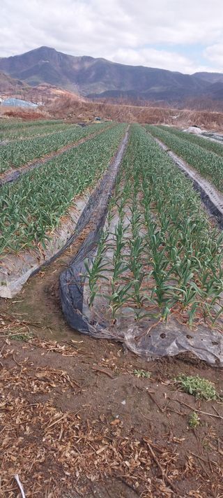 양지뜸갈비박재식님의 마늘 · 영농일지 작성글 사진