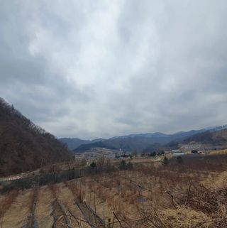 황인근님의 기타작물 · 영농일지 작성글 사진