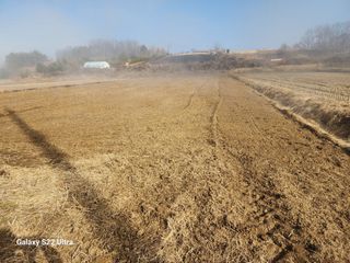 권지연.옥천.님의 옥수수 · 영농일지 작성글 사진