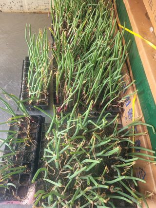 알렉산더님의 양파 · 영농일지 작성글 사진