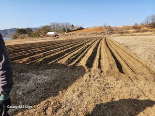 권지연.옥천.님의 옥수수 · 영농일지 작성글 사진