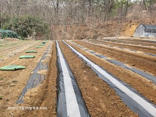 하여튼님의 감자 · 영농일지 작성글 사진
