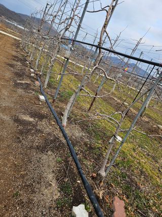 봉좌산님의 사과 · 영농일지 작성글 사진