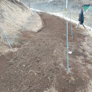 가로수님의 기타작물 · 영농일지 작성글 사진