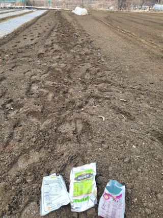 전선경님의 감자 · 영농일지 작성글 사진