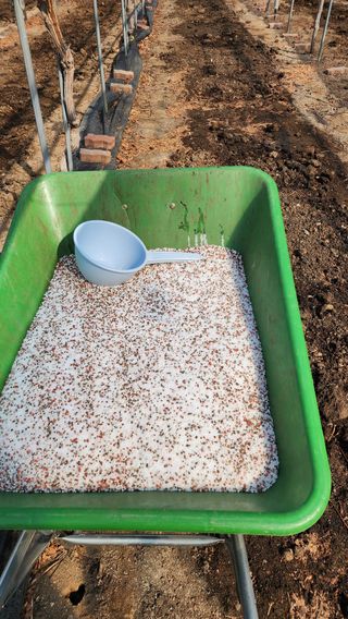 김동원님의 포도 · 영농일지 작성글 사진