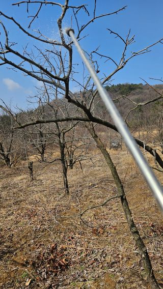 정규환님의 감 · 영농일지 작성글 사진