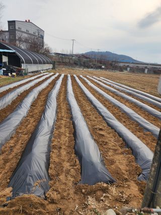  청계유정란 박진균님의 감자 · 영농일지 작성글 사진