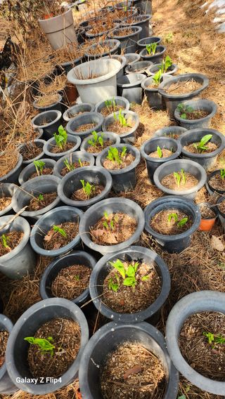 김동식님의 기타작물 · 영농일지 작성글 사진