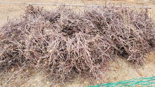 주신님의 사과 · 영농일지 작성글 사진