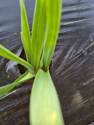 논산푸른팜님의 마늘 · 영농일지 작성글 사진