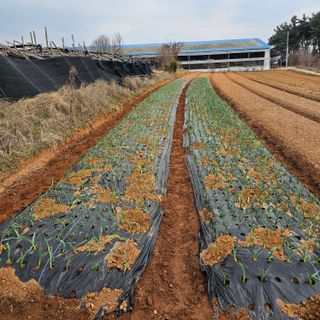 설장구님의 마늘 · 영농일지 작성글 사진