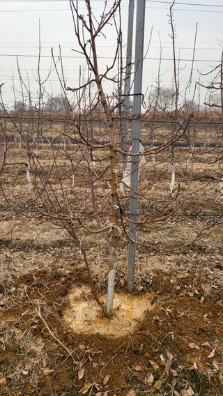 주신님의 사과 · 영농일지 작성글 사진
