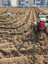 팜모닝 감자·영농일지 게시글 이미지