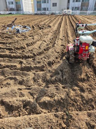 김연숙님의 감자 · 영농일지 작성글 사진