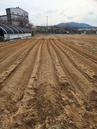  청계유정란 박진균님의 감자 · 영농일지 작성글 사진