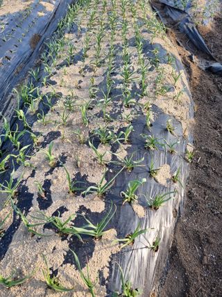 논산푸른팜님의 마늘 · 영농일지 작성글 사진