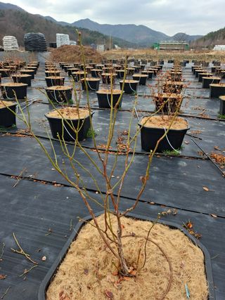 이진영님의 블루베리 · 영농일지 작성글 사진