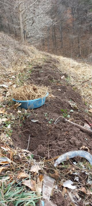 정석채님의 두릅 · 영농일지 작성글 사진