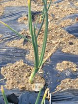 알렉산더님의 작성글 사진