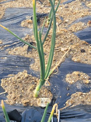 알렉산더님의 양파 · 영농일지 작성글 사진