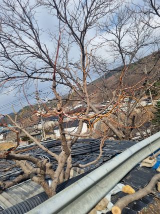 김용대님의 기타작물 · 영농일지 작성글 사진