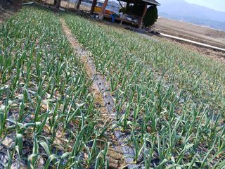 최남옥님의 마늘 · 영농일지 작성글 사진