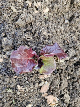 매실향기차향기님의 상추 · 영농일지 작성글 사진