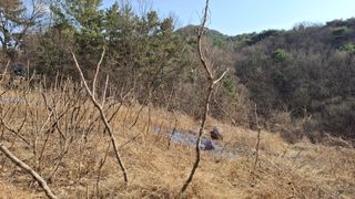 수기님의 두릅 · 영농일지 작성글 사진