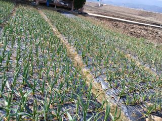 최남옥님의 마늘 · 영농일지 작성글 사진