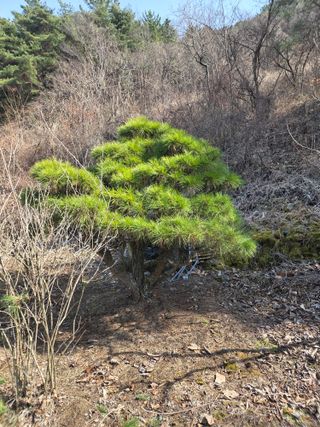 농촌사랑님의 감 · 영농일지 작성글 사진