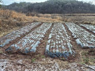 하야비치님의 마늘 · 영농일지 작성글 사진