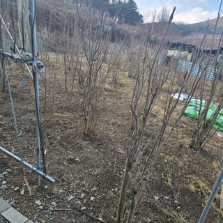 송죽팜님의 기타작물 · 영농일지 작성글 사진