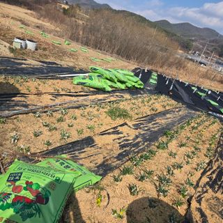 송죽팜님의 기타작물 · 영농일지 작성글 사진