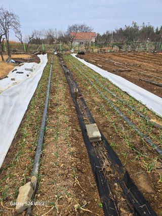 대왕소나무님의 감 · 영농일지 작성글 사진