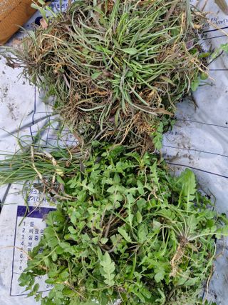 매실향기차향기님의 상추 · 영농일지 작성글 사진