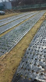 팜모닝 마늘·영농일지 게시글 이미지