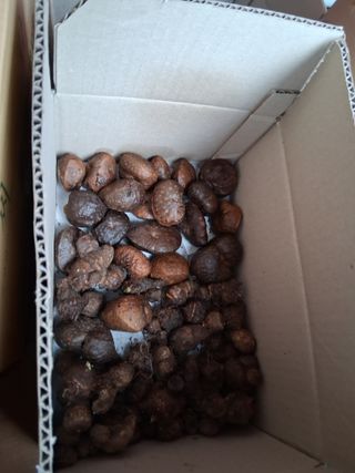 최한기님의 감자 · 영농일지 작성글 사진