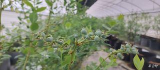 류근택님의 블루베리 · 영농일지 작성글 사진