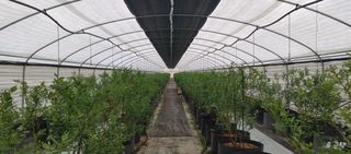 류근택님의 블루베리 · 영농일지 작성글 사진