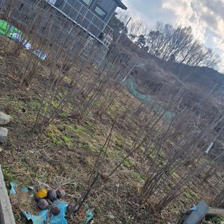 송죽팜님의 기타작물 · 영농일지 작성글 사진