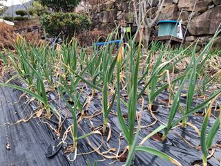 헤이쥬회원님의 마늘 · 영농일지 작성글 사진