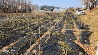 정헌경님의 매실 · 영농일지 작성글 사진