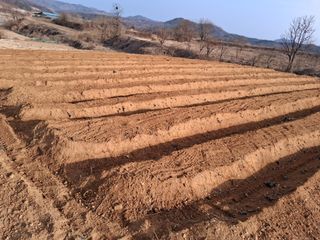 한태훈님의 감자 · 영농일지 작성글 사진