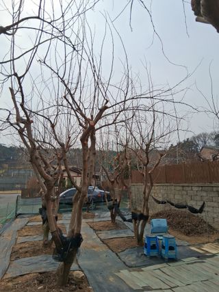 딸기17376님의 기타작물 · 영농일지 작성글 사진