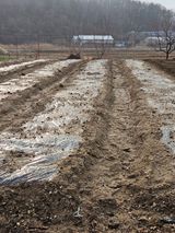 팜모닝 감자·영농일지 게시글 이미지