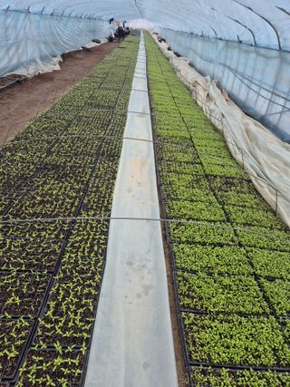 병풍취산채농원님의 고추 · 영농일지 작성글 사진