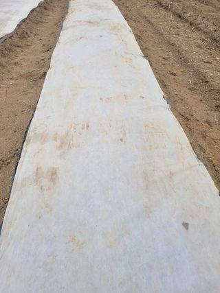 알렉산더님의 양파 · 영농일지 작성글 사진