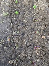 팜모닝 상추·영농일지 게시글 이미지