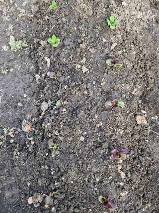 매실향기차향기님의 상추 · 영농일지 작성글 사진